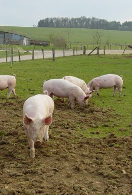 Campus de Mirecourt agricole et forestier - Ferme de Braquemont
