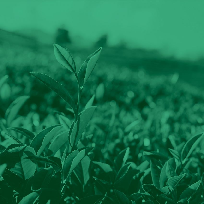 Filière Naturopathie