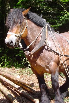 Campus de Mirecourt agricole et forestier - Vie au Campus